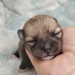 Girl 2 - Orange sable female Pomeranian puppy in Tulsa County, Oklahoma from CP Kennels
