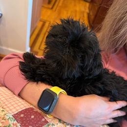 Tate - Black male Shih Tzu puppy in Success, Missouri from Sweet Success