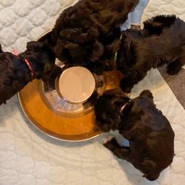 Miniature Schnauzer Puppies from Laurel Crown Schnauzers