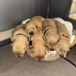 Boy 4 - Golden male Golden Retriever puppy in Albany, Georgia from Sassafras Goldens