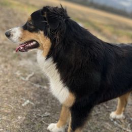 Australian Shepherds from Diamond 5 Aussies