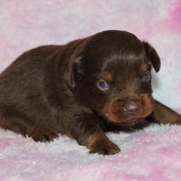 Rilee - Red tri female Miniature Australian Shepherd puppy in Paris, Texas from Kuttin’ Up Mini Aussies