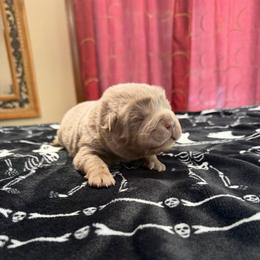 Rocco - Lilac dilute male Chinese Shar-Pei puppy in Auburn, Kansas from Justin's Chinese Shar-Pei