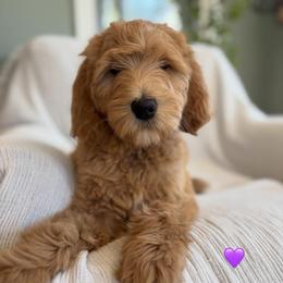 Girl 5 - Red  female Goldendoodle puppy in Newnan, Georgia from Old Line Doodles