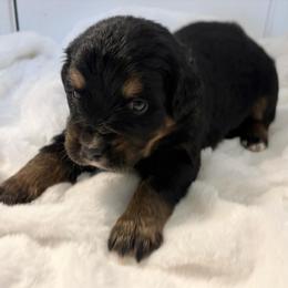 Kahlua - female Golden Mountain Dog puppy in Seville, Ohio from Retriever Ranch