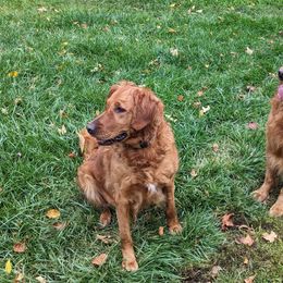 Luci - Golden Retriever