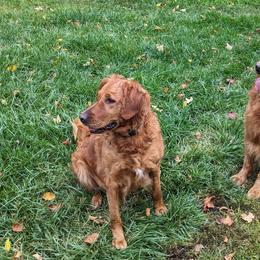 Luci - Golden Retriever