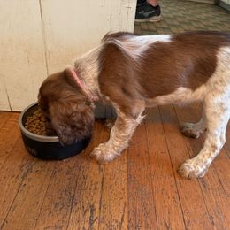 Magnolia - Liver white and tan English Springer Spaniel puppy in Statesville, North Carolina from Rockin’ Slow Farms