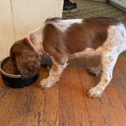 Magnolia - Liver white and tan English Springer Spaniel puppy in Statesville, North Carolina from Rockin’ Slow Farms