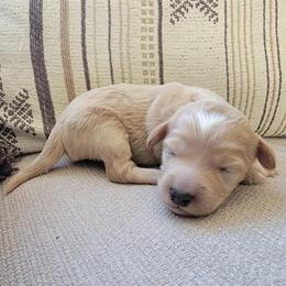 Kirby - Apricot male Goldendoodle puppy in Mayville, Michigan from Guiding Light Doodles