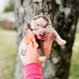 Baguette - Merle female Pomsky puppy in Cleveland, Ohio from Lake Point Pomskies
