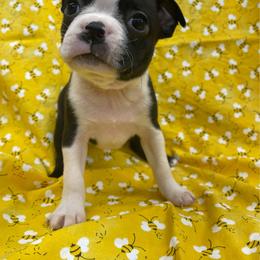 Opal - Black and white female Boston Terrier puppy in Fillmore, Illinois from Wind Hill Puppies