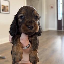 Shaded red female - Red female Dachshund puppy in Bowling Green, Kentucky from Dachshunds of the Valley