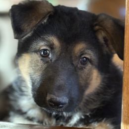 German Shepherd puppies from Legacy German Shepherds