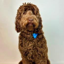 Buzz - Australian Labradoodle