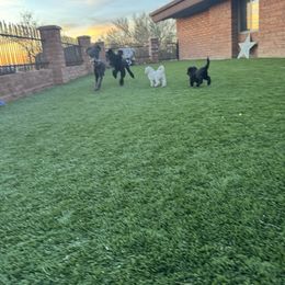 Goldendoodle Puppies from Arizona Doodles