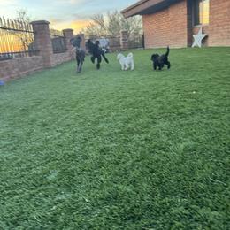 Goldendoodle Puppies from Arizona Doodles