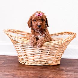 Peaches - Red  female Goldendoodle puppy in Kissimmee, Florida from Poodle Doodle Kennels
