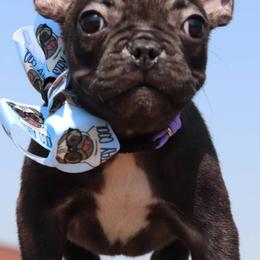 French Bulldogs from Mile High Puppies