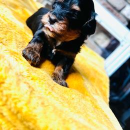 Betty - Black and tan female Havapoo puppy in Comstock Park, Michigan from The Petite Pack