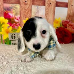 Boy two - Black and cream male Dachshund puppy in Lakeland, Florida from Ruthie’s Rich Mini Dachshunds