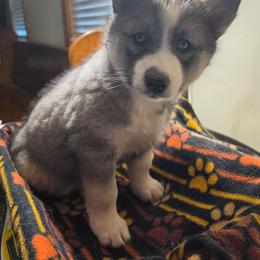 3 Copper - Agouti and white female Siberian Husky puppy in Dane, Wisconsin from Sunny Hurricane Siberians