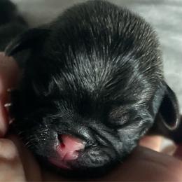 Carl - Fawn male Pug puppy in Hanover, Virginia from Pure Pugs
