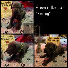 Smaug - Gray male Cane Corso puppy in Altoona, Alabama from Snead’s Cane Corso Kennel