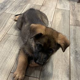 German Shepherd Puppies from Adelheid Shepherds