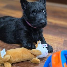 Patsy punk collar - Black female Scottish Terrier puppy in Seymour, Missouri from Fairview's Precious Pups