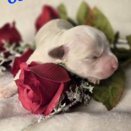 Oscar - White male Havanese puppy in Trinity, Alabama from Tooties Cuties Havanese