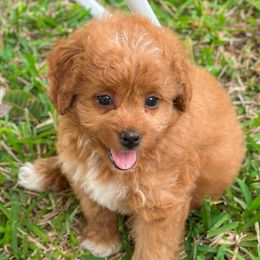 Dehlilah - Red female Bernedoodle puppy in Pledger, Texas from Sugarbear Cockapoos