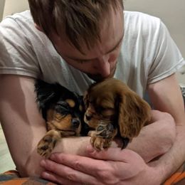 Cavalier King Charles Spaniel Puppies from Colorful Cavaliers