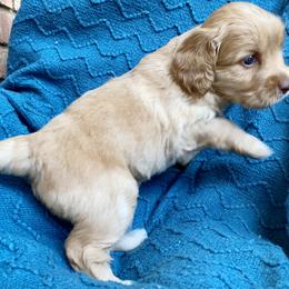 Australian Labradoodle Puppies from Salona- Australian Labradoodles of North America