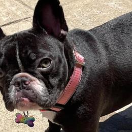 French Bulldogs and Shih Tzus from Frannie and Annie Shih Tzu Babies