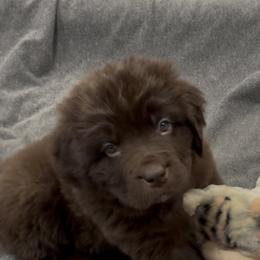Demi - Brown female Newfoundland puppy in Goodhue, Minnesota from Claypits Newfoundlands