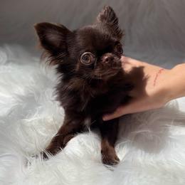 Bijou - Chihuahua