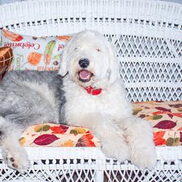 Molly - Goldendoodle