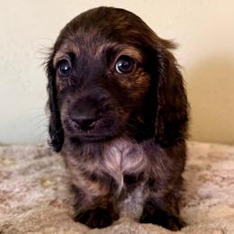 Fallon - Brindle male Dachshund puppy in Nampa, Idaho from 208 Wiener Wiggle Butts LLC