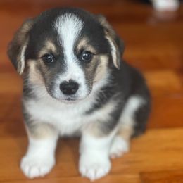Benji - Black and tan male Pembroke Welsh Corgi puppy in Guilford, Indiana from Manning Family Farm