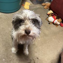 Pj - Miniature Schnauzer