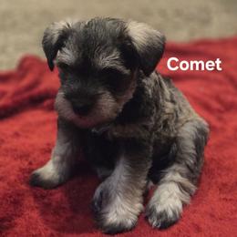 Comet - Salt and pepper male Miniature Schnauzer puppy in Dozier, Alabama from The Bearded Lady Miniature Schnauzers