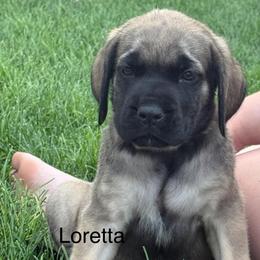 Loretta - Fawn female Mastiff puppy in Sioux Falls, South Dakota from Clearbrook Mastiffs