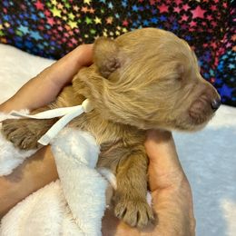Amore white collar - Goldendoodle puppy from Standard Goldendoodle and Doodles