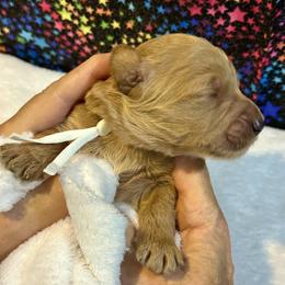 Amore white collar - Goldendoodle puppy from Standard Goldendoodle and Doodles