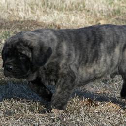 Mastiff Puppies from Two Ponds Mastiffs