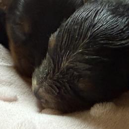 Yorkshire Terrier puppies from Ranch 4M