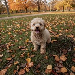 Rosie - Cavapoo