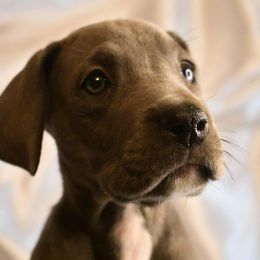 Muffin - Blue female Great Dane puppy in Salem, Oregon from Gigantes de Cervantes