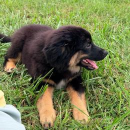 Boy 3 - Black tri male Miniature Australian Shepherd puppy in Arcadia, Indiana from Sunset Cowgirl Mini Aussies